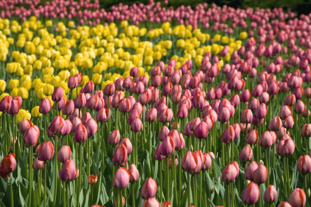 Tulips Poster Print by David Chapman, 36 x 24 - Large
