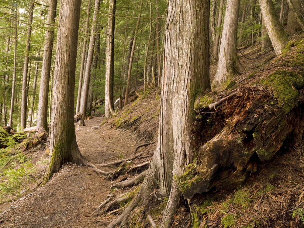 DPI1831525 Forest Pathway Whistler British Columbia Poster Print by Keith Levit, 18 x 13