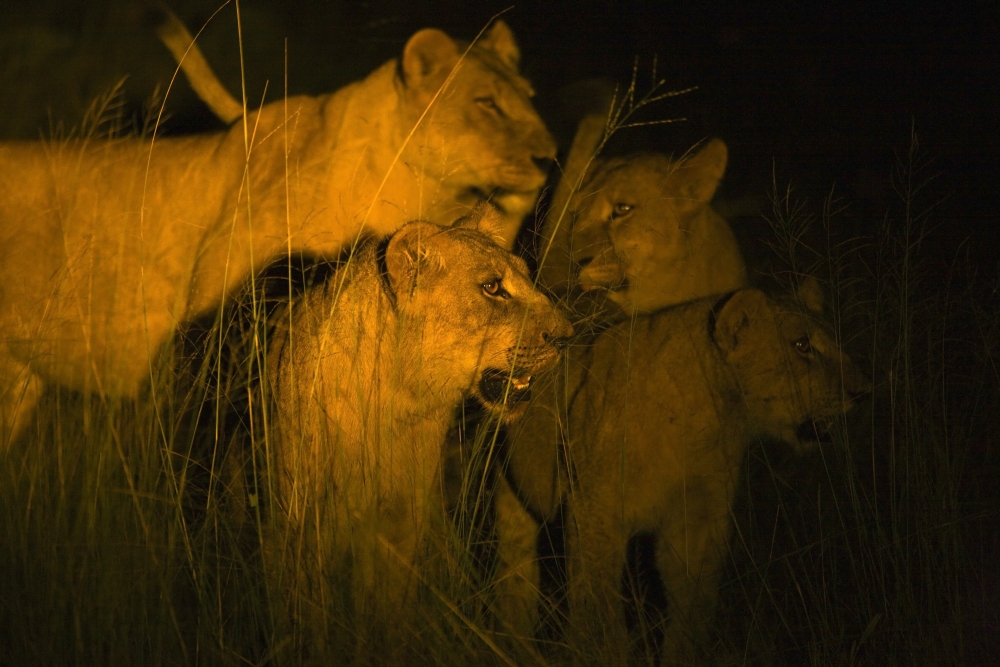 Lions At Night Poster Print by Carson Ganci, 36 x 24 - Large