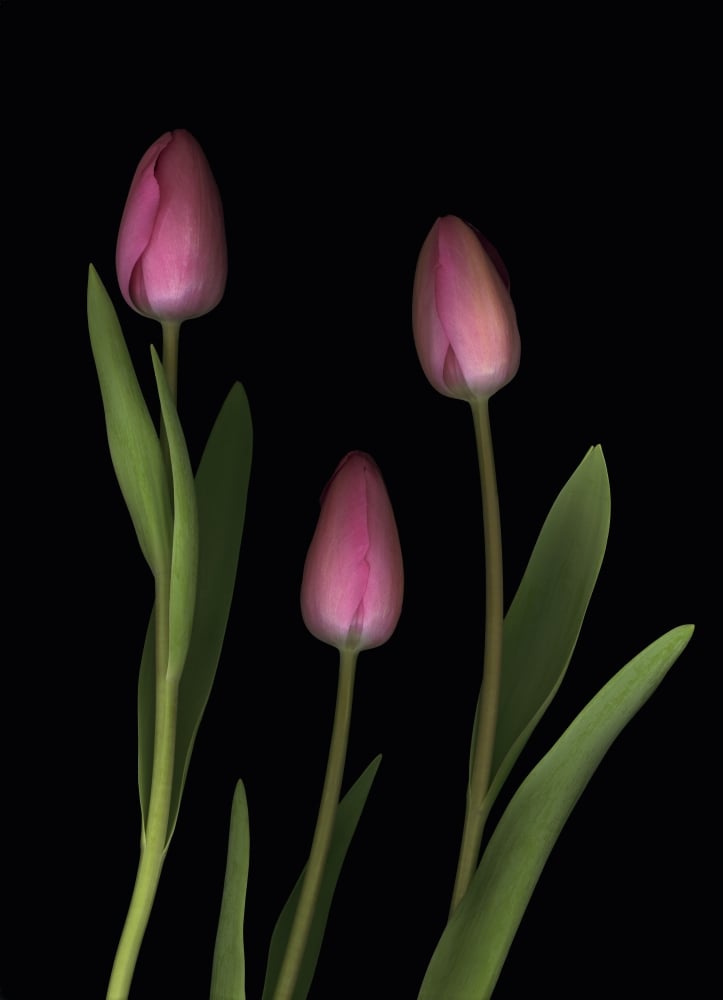 Pink Tulips Poster Print by Deddeda, 24 x 34 - Large