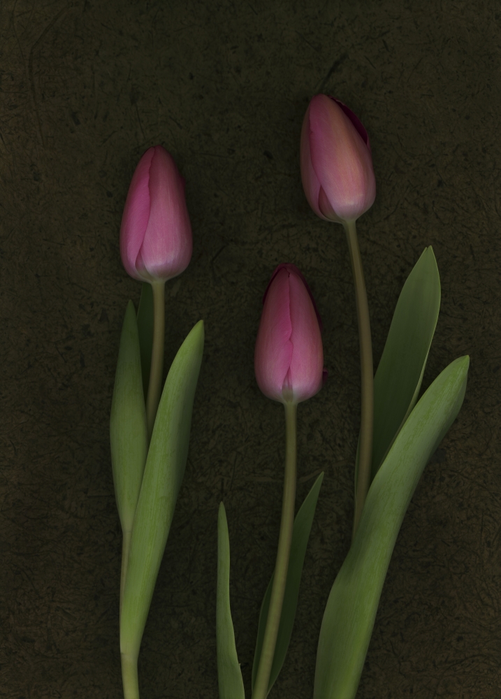 Pink Tulips Poster Print by Deddeda - 12 x 17