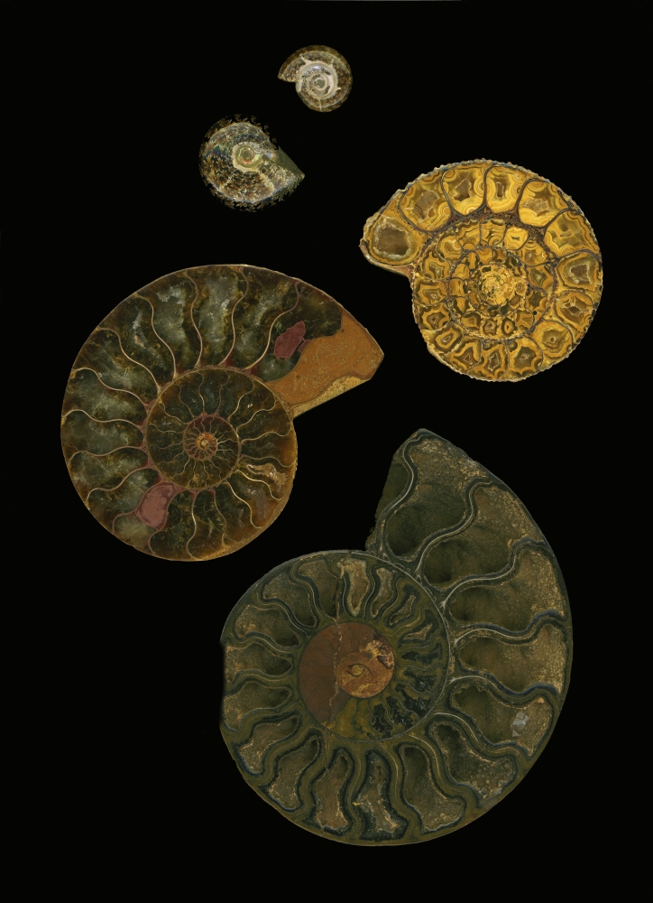 Fossilized Sea & Marine Shells Or Nautilus Poster Print by Deddeda - 12 x 17