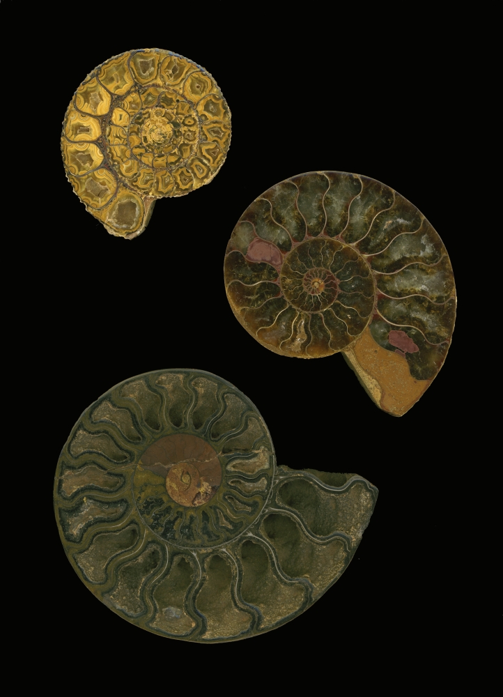 Fossilized Sea & Marine Shells Or Nautilus Poster Print by Deddeda, 12 x 17
