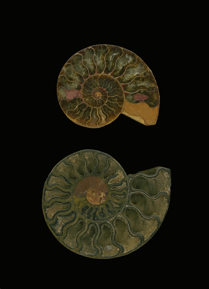 Fossilized Sea & Marine Shells Or Nautilus Poster Print by Deddeda, 24 x 34 - Large