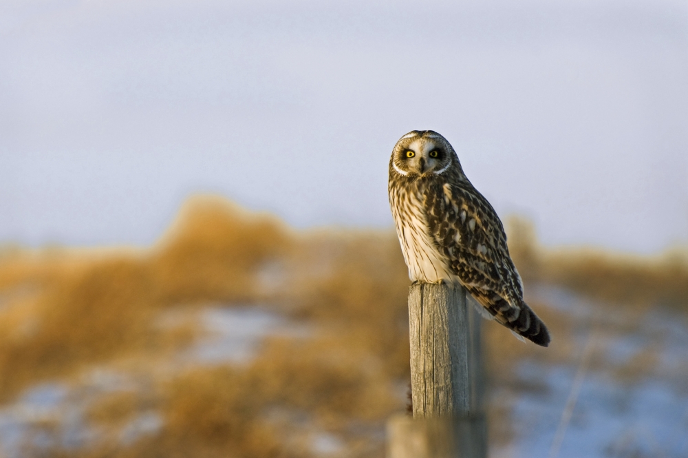 DPI1830276LARGE Short-Eared Owl Alberta Canada Poster Print by Philippe Widling, 34 x 22 - Large
