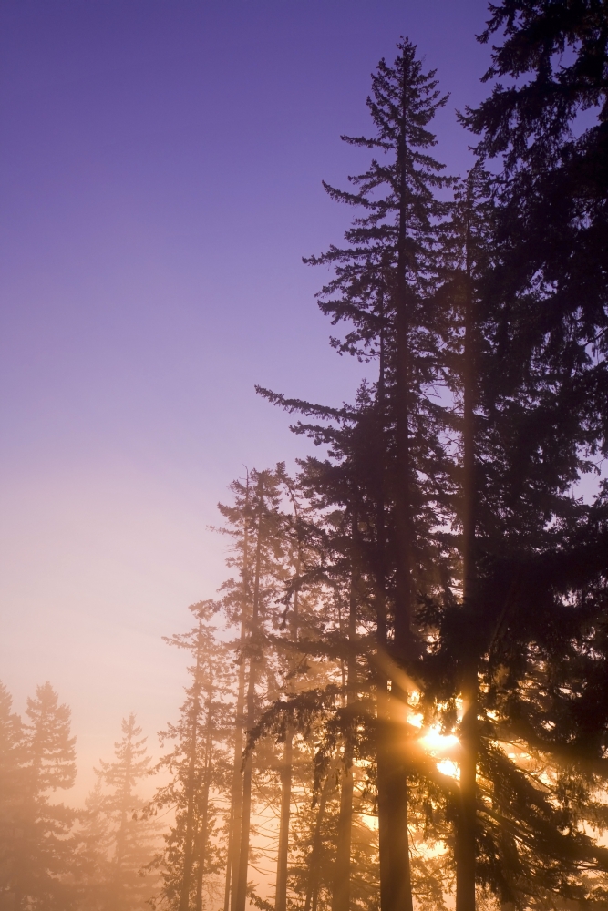 Sun Shining Through Trees Poster Print by Craig Tuttle - 11 x 17