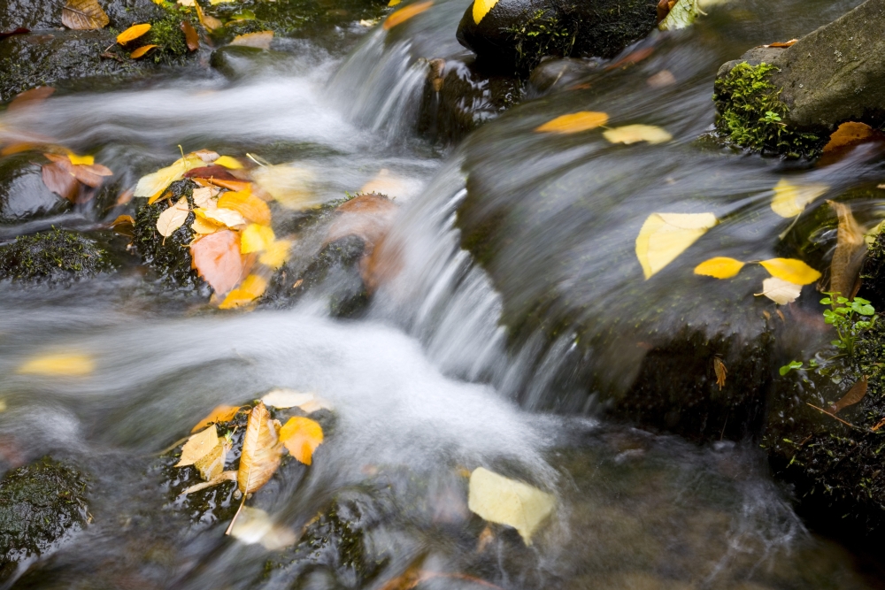 Fall Leaves in Rushing Water Poster Print by Craig Tuttle - 19 x 12
