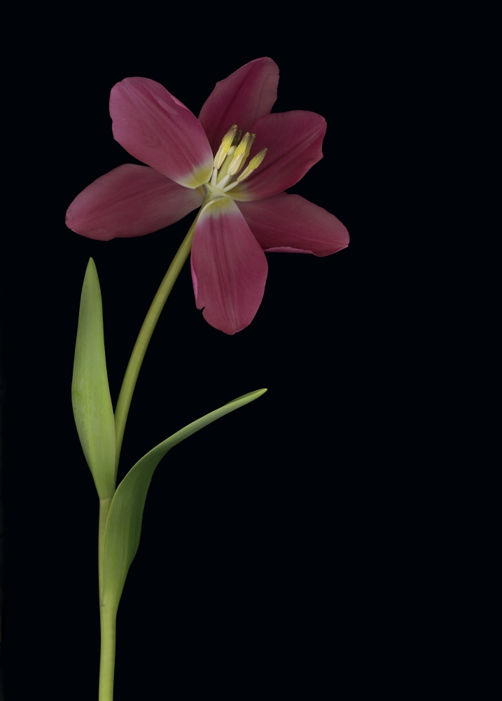 Tulip Petals About To Fall Off Poster Print by Deddeda, 24 x 34 - Large