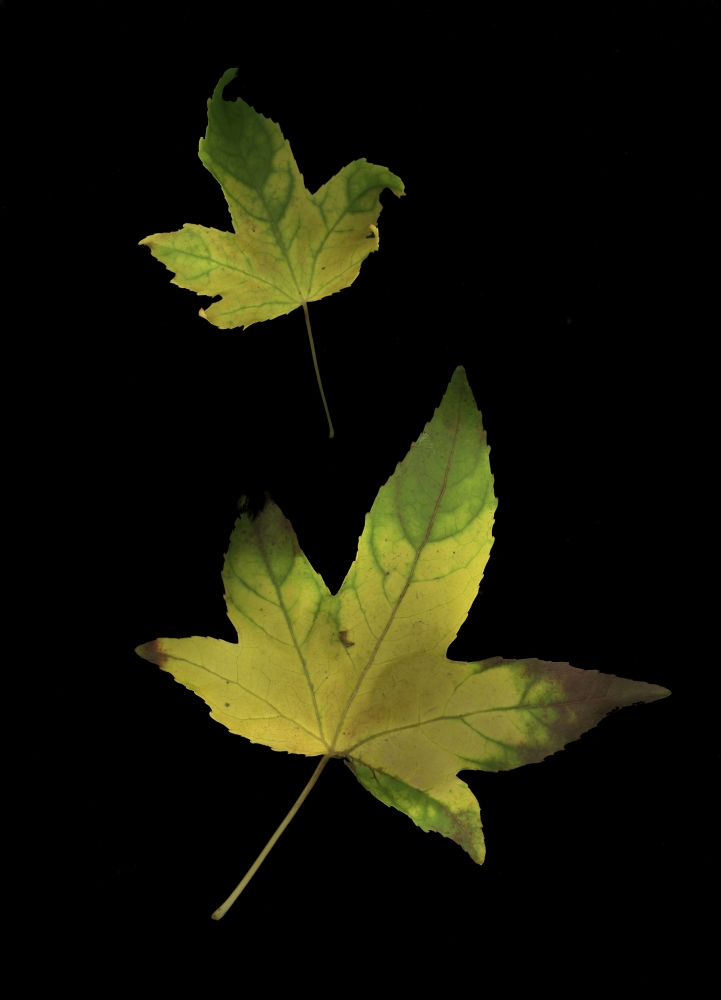 Two Autumn Leaves Poster Print by Deddeda - 12 x 17