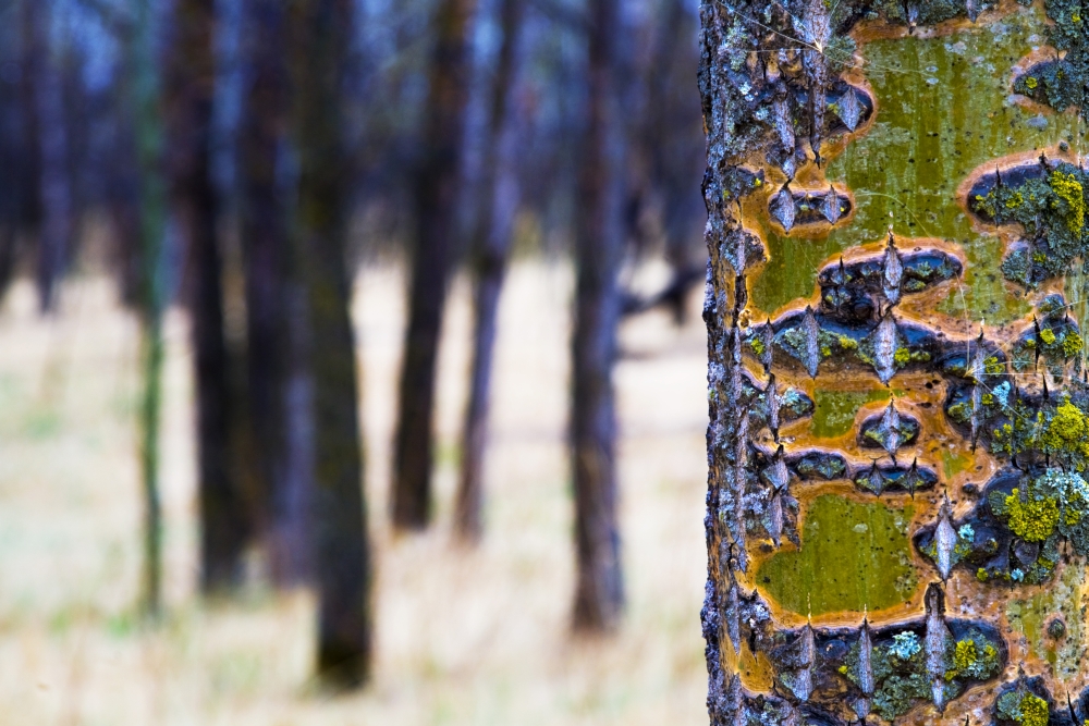 DPI1829648 Tree Trunk with Bare Trees in The Distance Poster Print by Richard Wear, 18 x 12