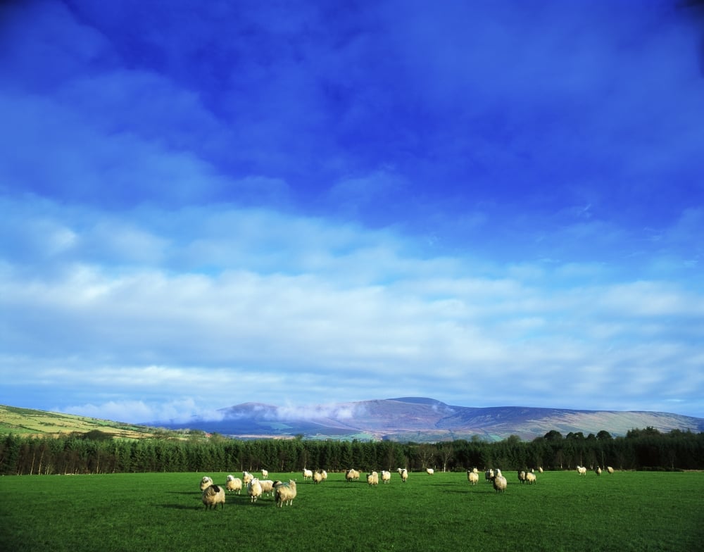 Sheep Grazing in Field - County Wicklow Ireland Poster Print - 17 x 13