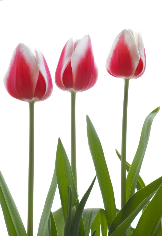 DPI1829969 Row of Pink Tulips On White Background Poster Print by Chris & Kate Knorr, 12 x 18