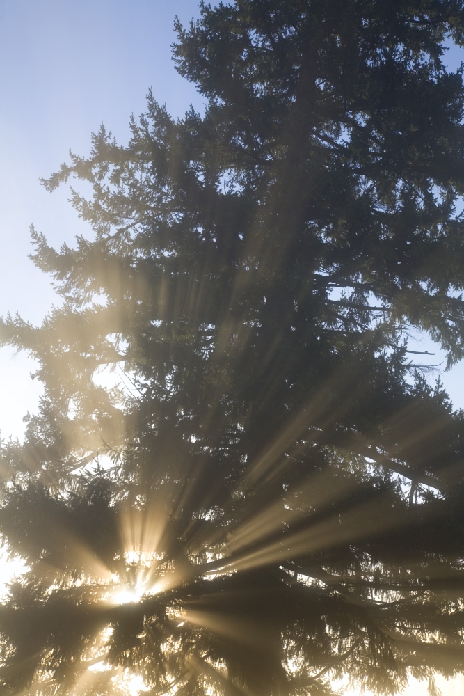 DPI1831362LARGE Sun Shining Through Fog & Trees Willamette Valley Oregon USA Poster Print by Craig Tuttle, 22 x 34 - Large