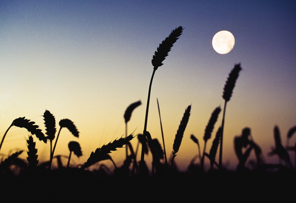 Wheat Field Ireland - Wheat Field & Full Moon Poster Print - 18 x 12