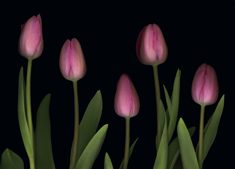 Pink Tulips Poster Print by Deddeda, 34 x 24 - Large