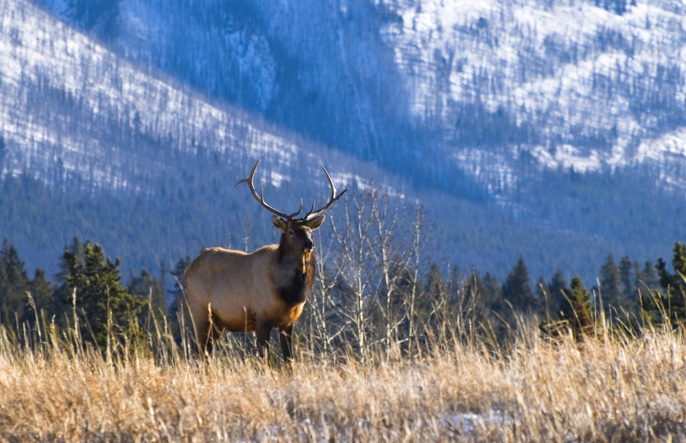 Elk in Forest Banff National Park Alberta Canada Poster Print by Philippe Widling 17 x 11
