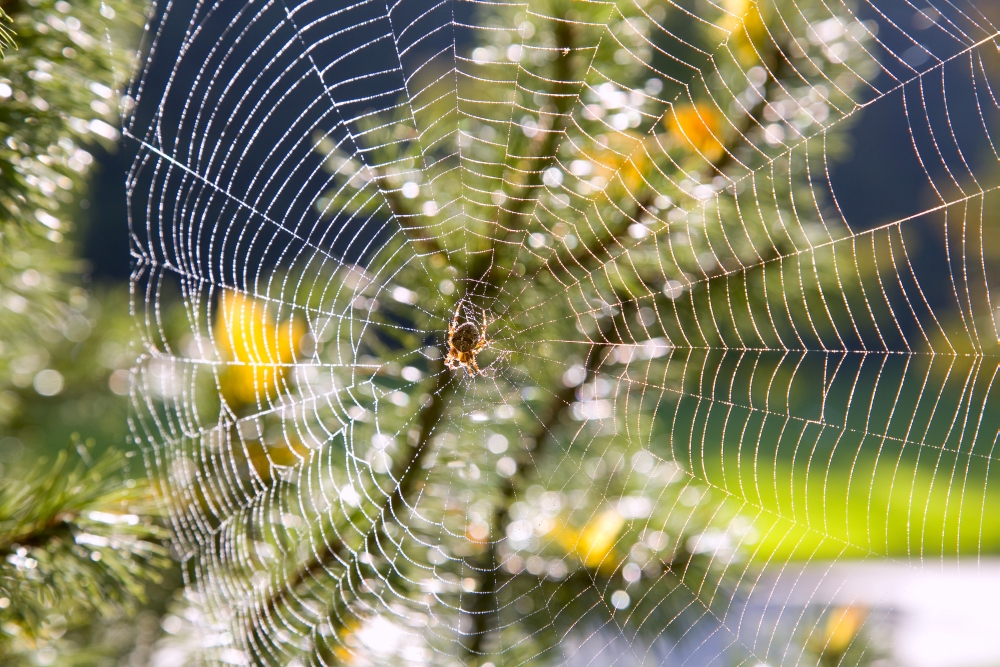 Spider On Web Poster Print by Craig Tuttle, 34 x 22 - Large