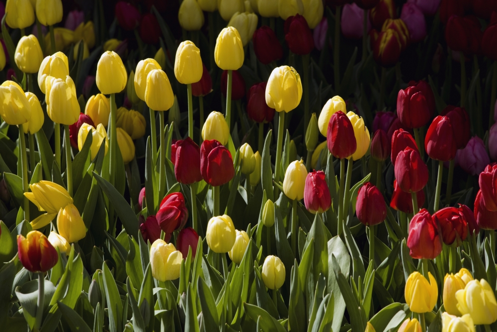 Tulips Poster Print by David Chapman, 36 x 24 - Large