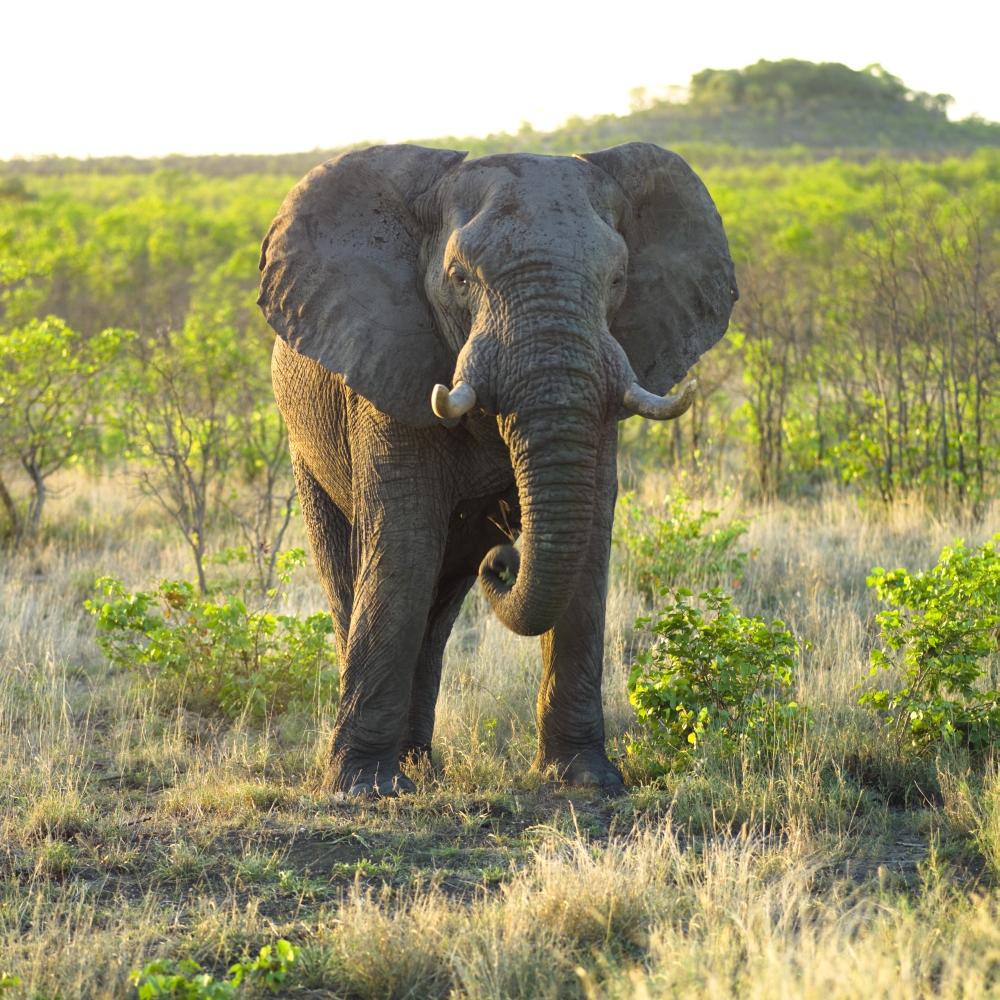 Elephant Poster Print by Keith Levit, 24 x 24 - Large
