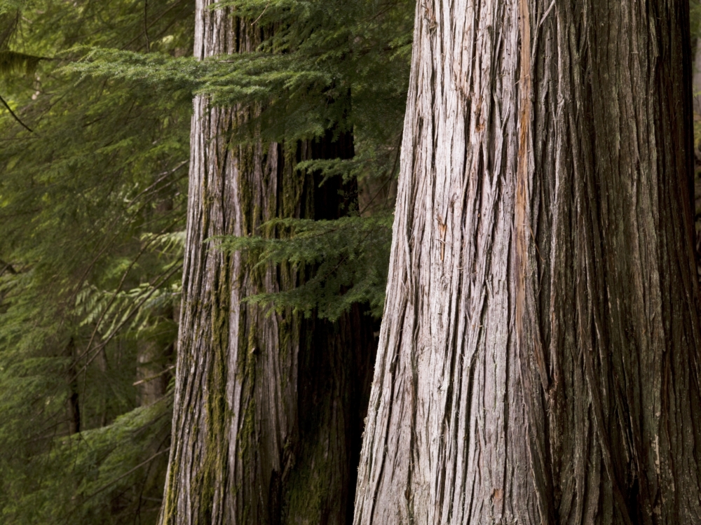DPI1831527LARGE Cedar Trees Whistler British Columbia Poster Print by Keith Levit, 36 x 26 - Large