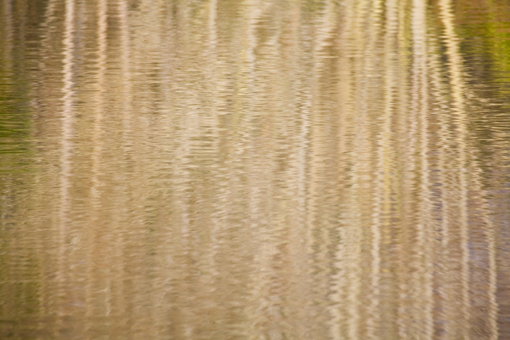 Reflection in Pond Poster Print by Craig Tuttle, 17 x 11