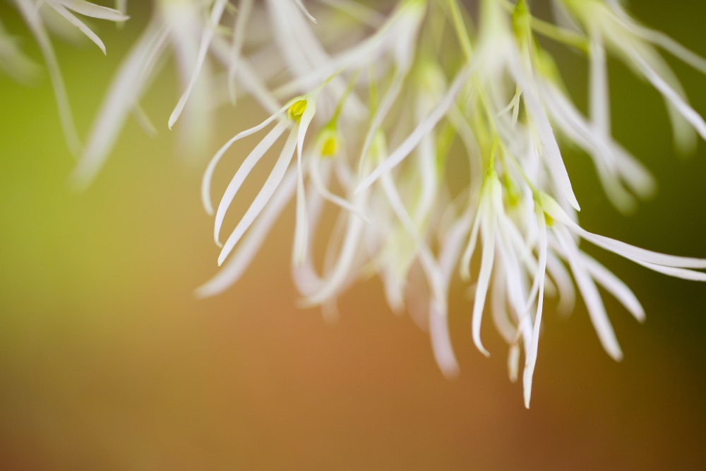 Delicate Petals Poster Print by Craig Tuttle, 19 x 12