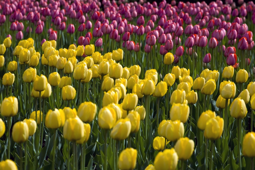 Tulips Poster Print by David Chapman, 18 x 12