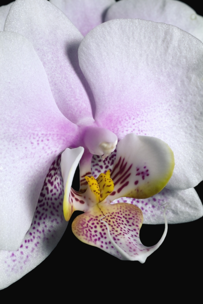 Orchid Poster Print by David Chapman, 24 x 36 - Large