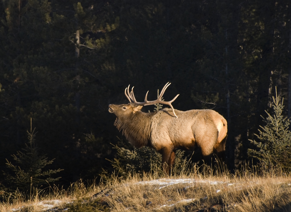 Elk in Forest Banff National Park Alberta Canada Poster Print by Philippe Widling - 17 x 12