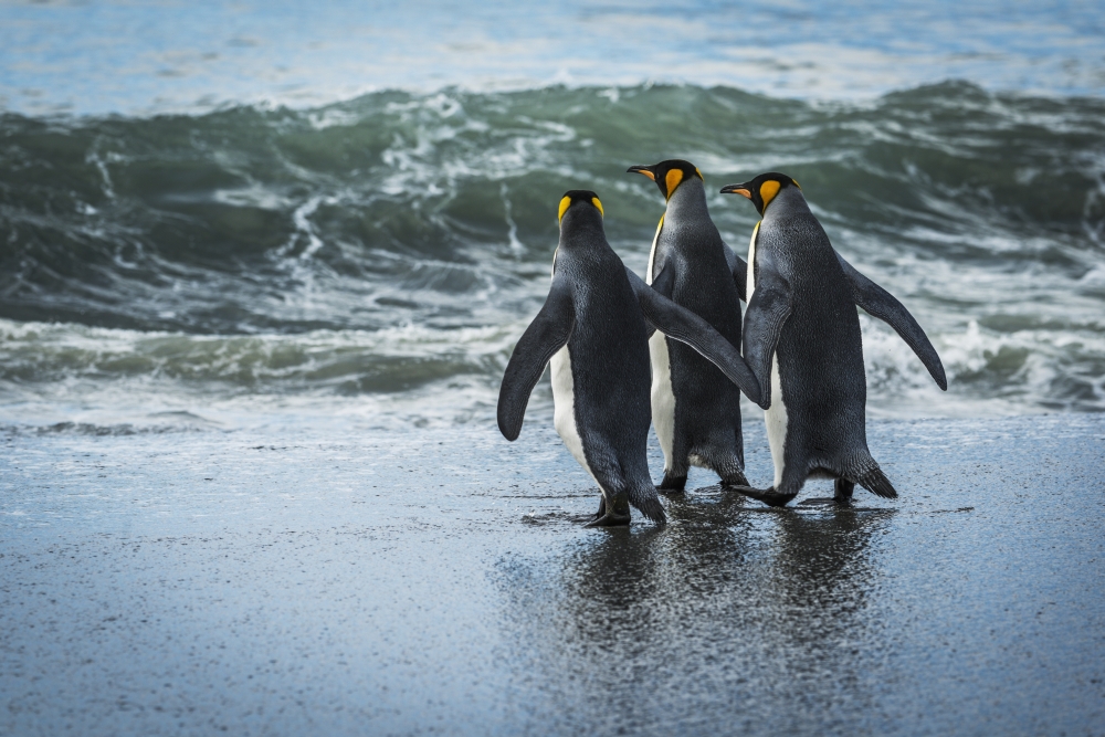 DPI12303623LARGE Three King Penguins Aptenodytes Patagonicus Walking On Sandy Beach - Antarctica Poster Print by Nick Dale, 38 x 24 - Large