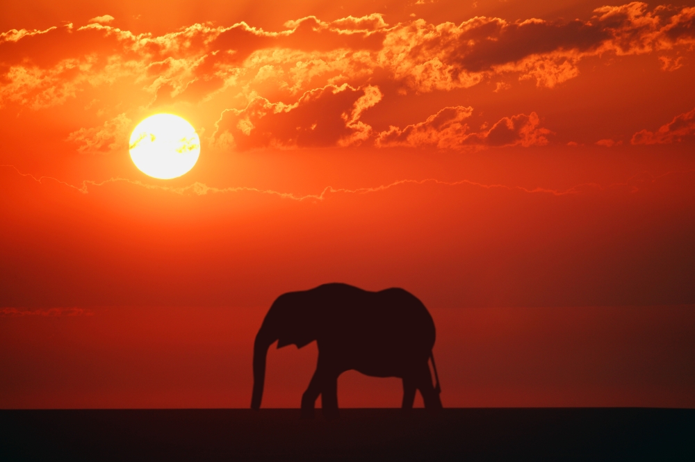 Elephant Silhouette Poster Print by Don Hammond - 17 x 11