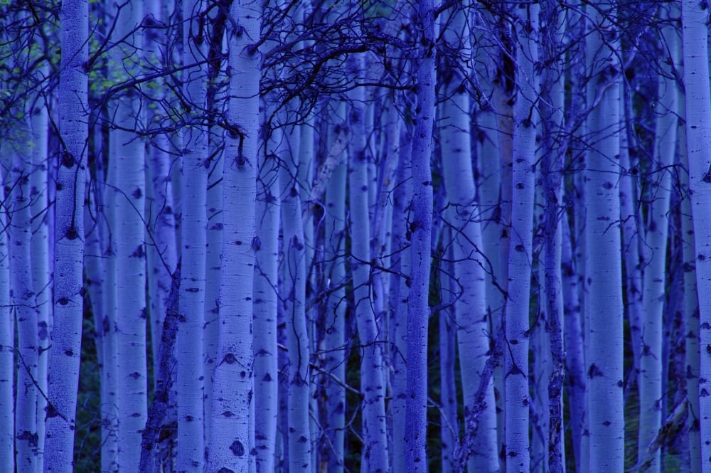 Trees At Night Poster Print by Don Hammond, 34 x 22 - Large