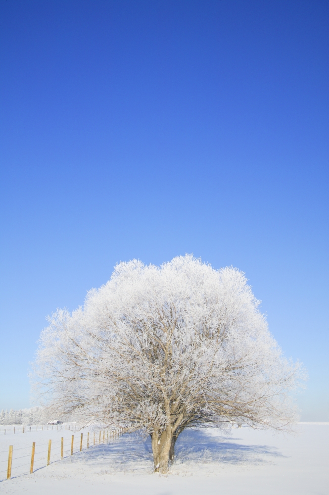 Frosty Trees Poster Print by Don Hammond - 11 x 17