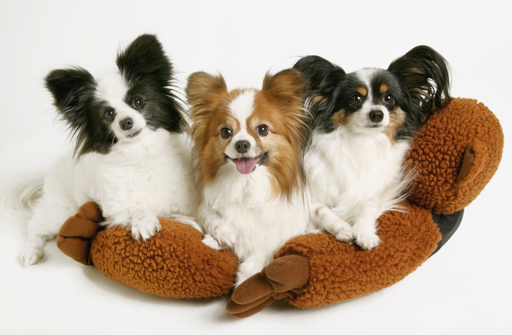Three Dogs Poster Print by Don Hammond - 17 x 11