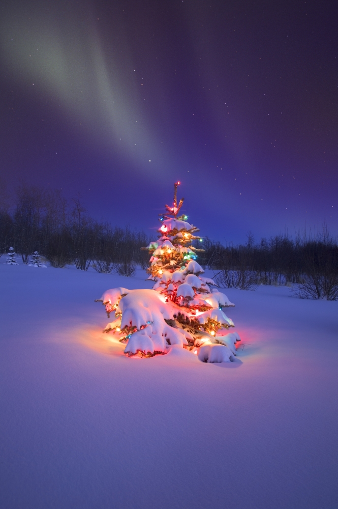 Christmas Tree Glowing Under The Northern Lights Poster Print by Carson Ganci - 11 x 17
