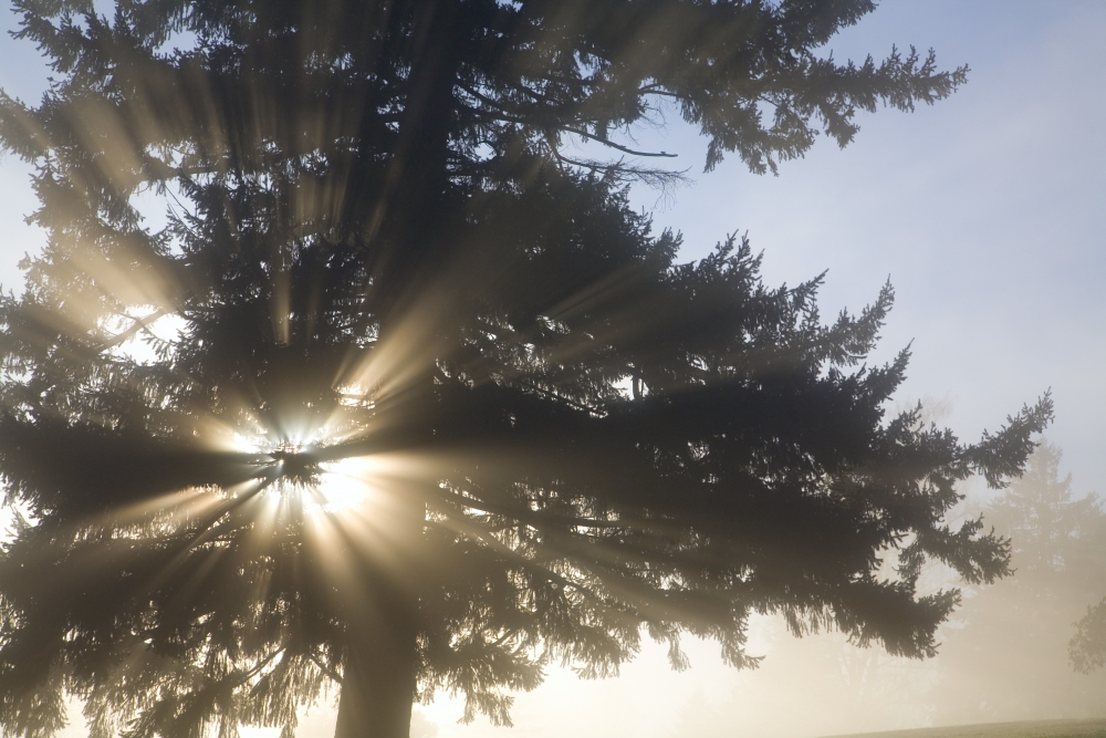 DPI1831361LARGE Light Through Tree Willamette Valley Oregon United States of America Poster Print by Craig Tuttle, 34 x 22 - Large