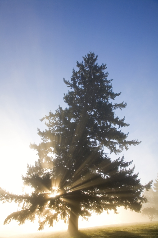 DPI1831363 Tree & Sunlight Willamette Valley Oregon United States of America Poster Print by Craig Tuttle, 11 x 17