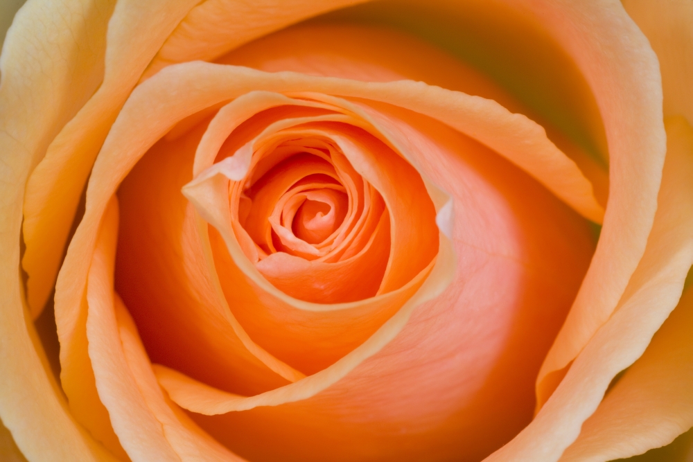 Orange Rose Poster Print by Craig Tuttle - 17 x 11