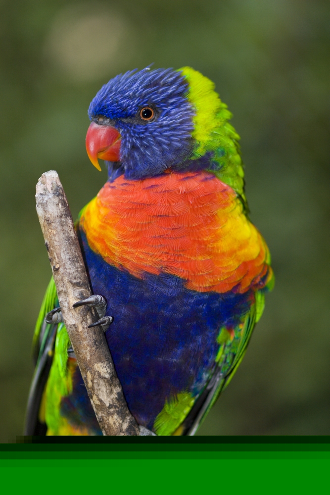 Swainsons Lorikeet Poster Print by Craig Tuttle - 24 x 38 - Large