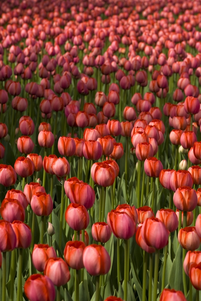 Tulips Poster Print by David Chapman - 12 x 18