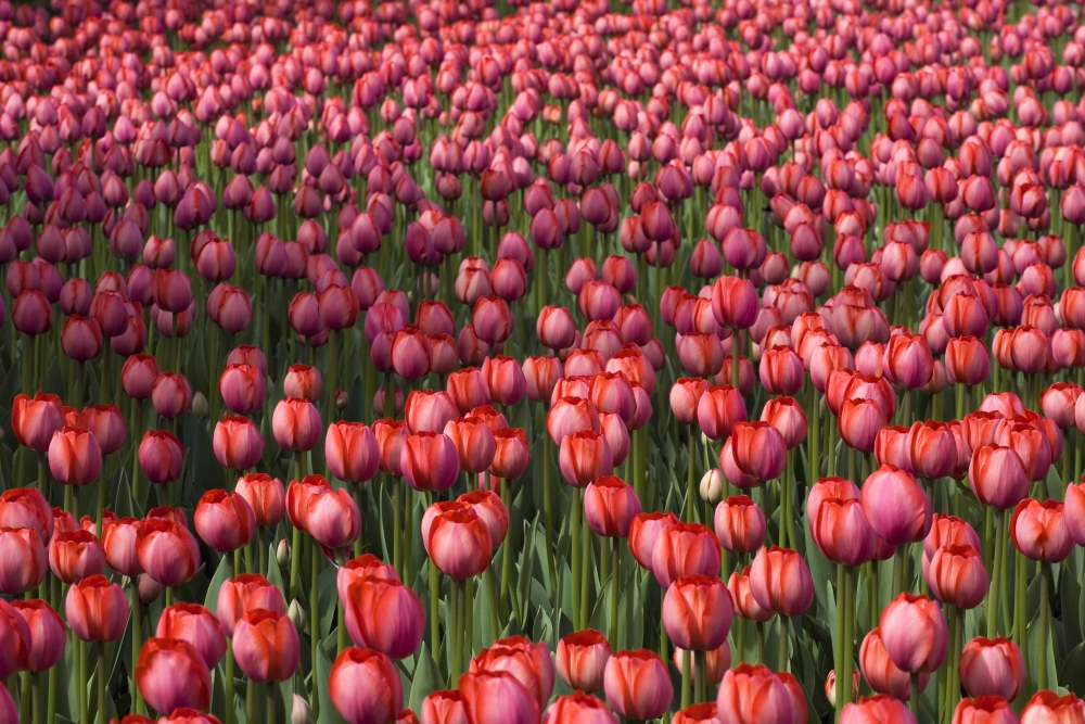 Tulips Poster Print by David Chapman, 36 x 24 - Large