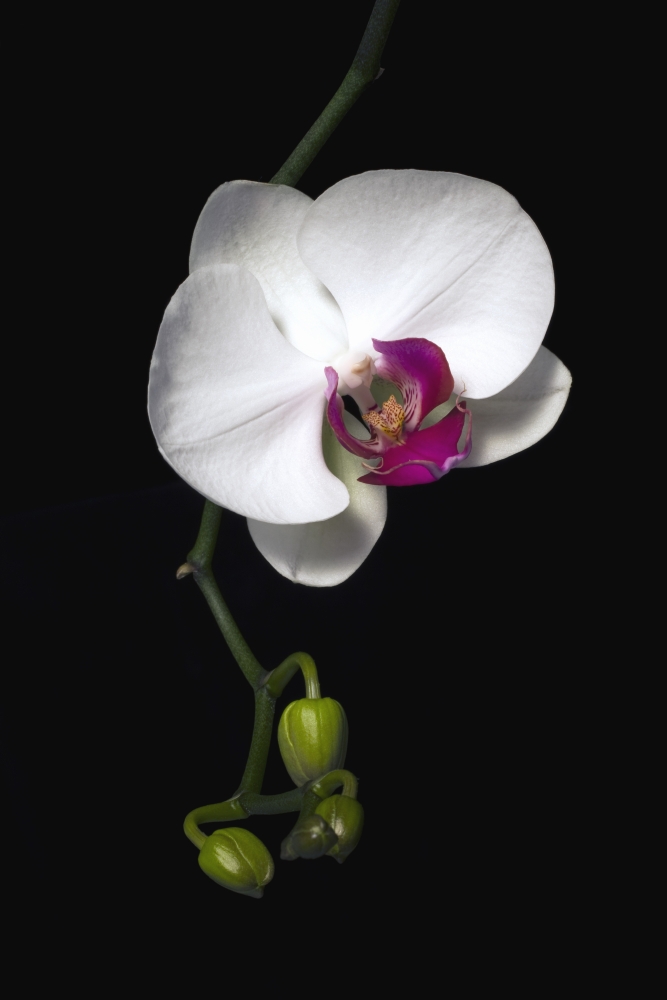 Orchid Poster Print by David Chapman, 24 x 36 - Large