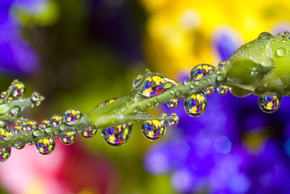 Water Drops On A Flower Stem Poster Print by Craig Tuttle - 34 x 22 - Large