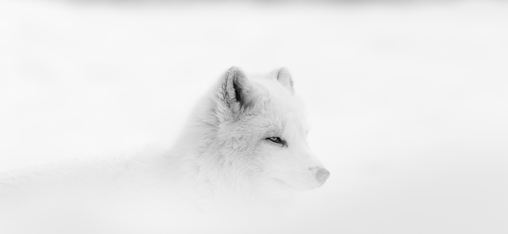 Arctic Wolf Canis Lupus Arctos During A Snow Storm - Montebello Quebec Canada Poster Print by Dominic Marcoux, 20 x 9