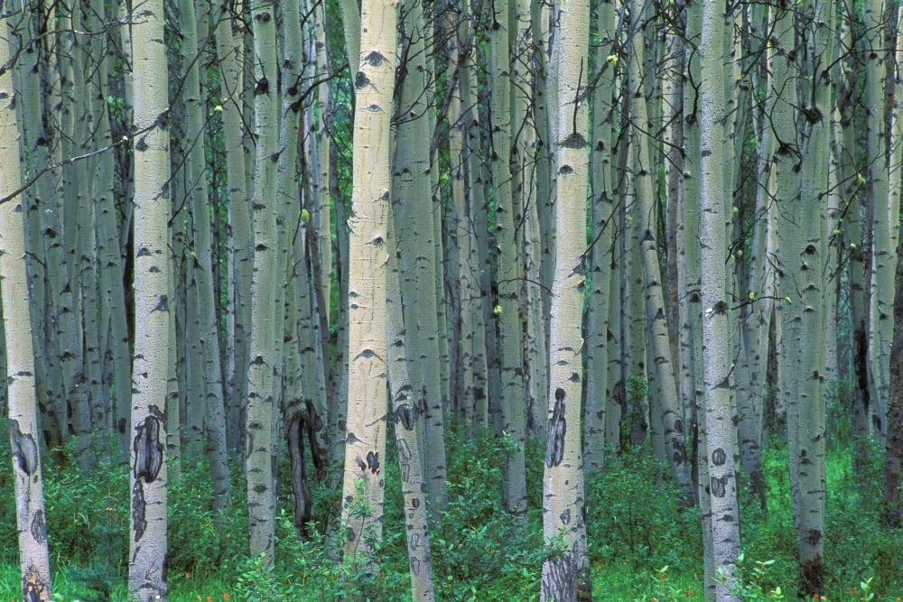 A Forest of Trees Poster Print by Corey Hochachka, 17 x 11