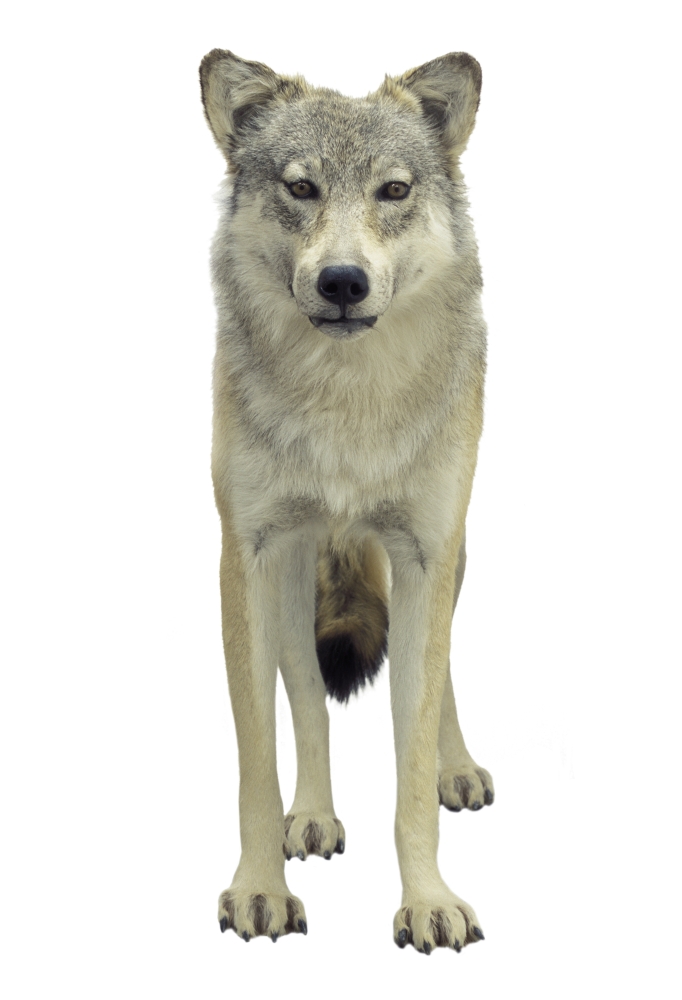 A Wolf Poster Print by Don Hammond - 11 x 17