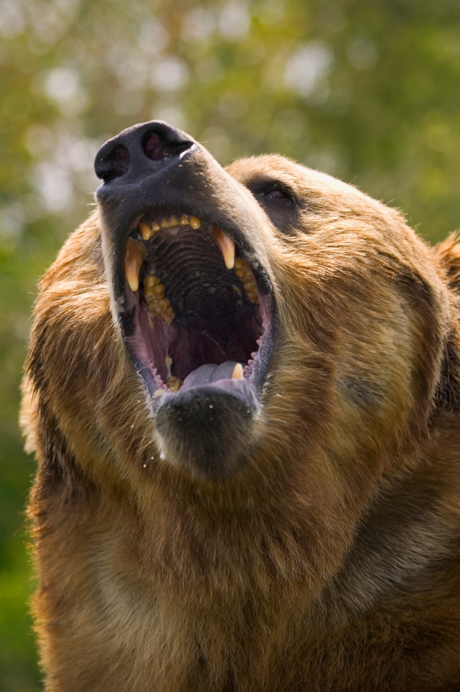Bear with Open Mouth Poster Print by Carson Ganci, 22 x 34 - Large