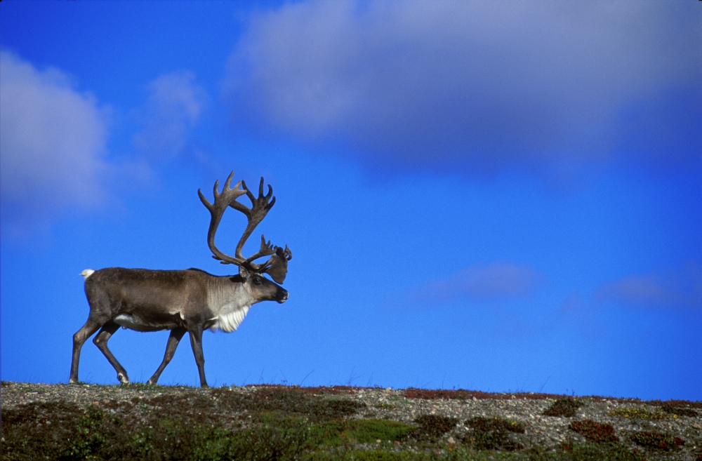 DPI12904LARGE Caribou Walking On Hill Crest Poster Print by Jason Witherspoon, 34 x 22 - Large