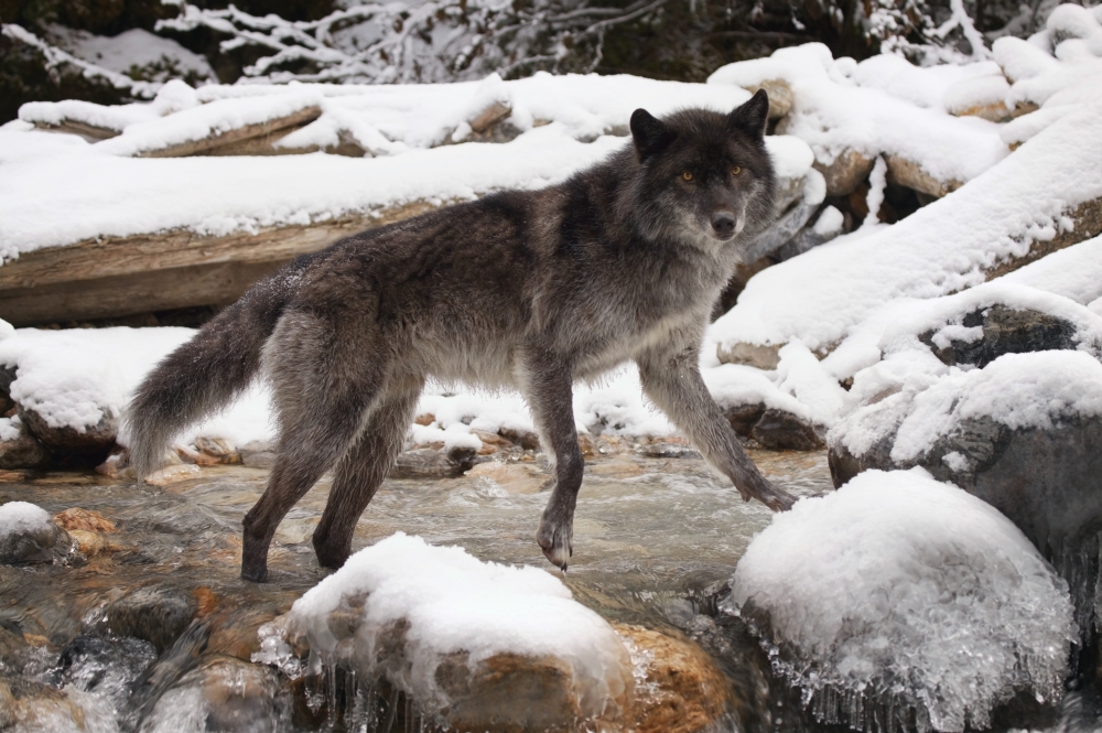 Wolf Poster Print by Don Hammond, 17 x 11