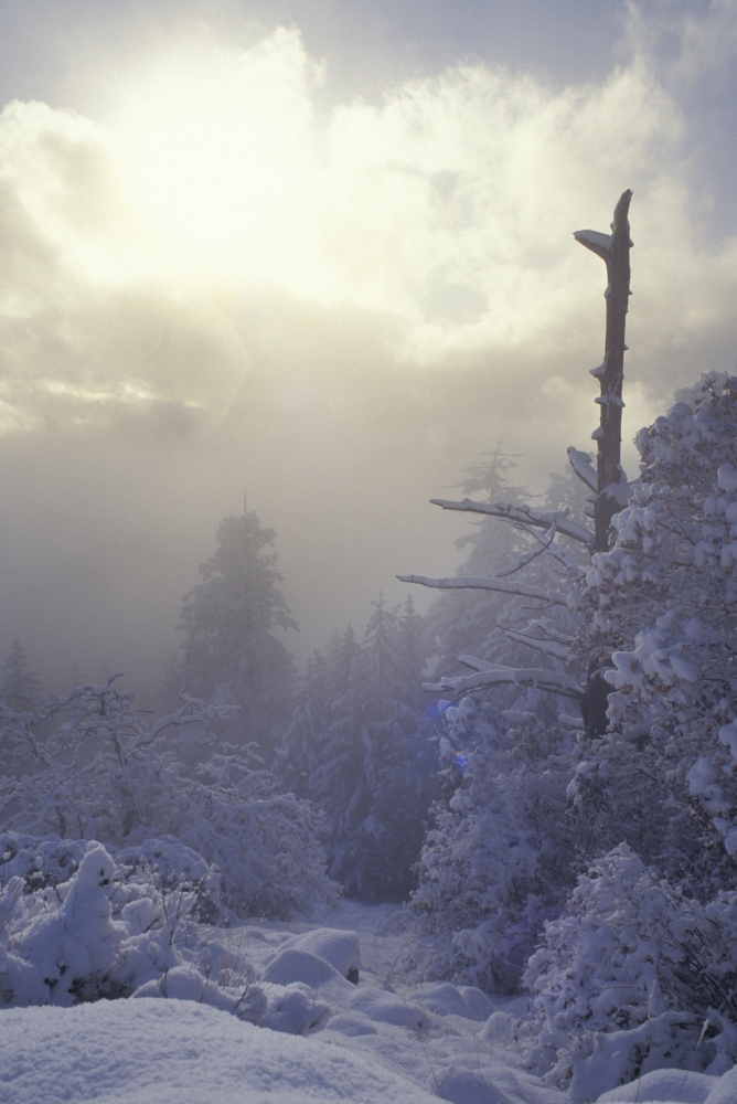 DPI1771975LARGE Snow Covered Trees Vancouver British Columbia Canada Poster Print by Sean White, 22 x 34 - Large